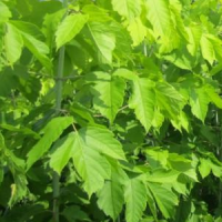 糖槭 金叶糖槭苗 彩叶树小苗 东北苗木 园林绿化彩叶树苗 电议