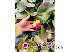 睡莲批发水生植物种植 河道水库湖泊和湿地公园绿化 宏胜图1