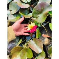 睡莲批发水生植物种植 河道水库湖泊和湿地公园绿化 宏胜