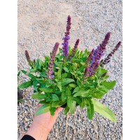 鼠尾草基地直发 花园花境种植点缀植物辅材草本植物 宏胜花卉