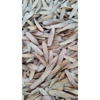 东北原产耐寒种源 水曲柳种子 树籽胚芽鲜活发芽率高 诚信苗木