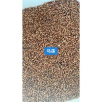 新采林木种籽 马莲种子销售 发芽率好 花木种子 诚信苗木