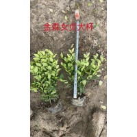 金森女贞苗 绿化工程园林苗圃直供 金森女贞杯苗四季常绿 杨峰
