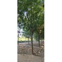 国槐 山东国槐价格 工程绿化苗木 规格齐全量大 光彩苗木