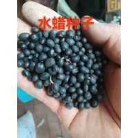 水蜡种子别称小叶女贞种子当季新采 林木种子 诚信苗木种子