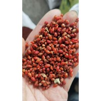 卫矛种子 北方耐寒观赏树种 东北新采林木种子 诚信苗木种子