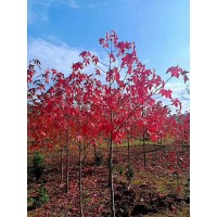 欧洲红栎 现货彩叶树 名优种植有限公司 价格优惠电议 园林彩叶树