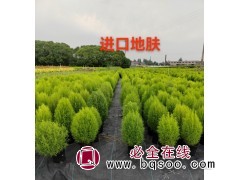 进口地服 红叶地肤小苗 花坛花镜花海观赏性配植 梦境园艺图1