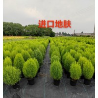 进口地服 红叶地肤小苗 花坛花镜花海观赏性配植 梦境园艺