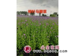 柳叶马鞭草 马鞭草苗 上海马鞭草 花海绿化工程苗 梦境园艺图1