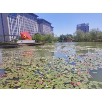 荷花 睡莲 水生植物 净水花卉 荷花池建设施工 阡陌园艺 价格电议优惠