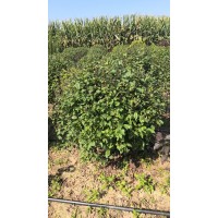 苗圃出售榆叶梅球 小区公园盆栽绿篱植物庭院种植观赏苗 萌发