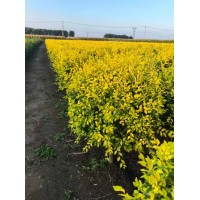 金叶榆球 露地栽培 观花植物 东北绿化工程苗 金叶榆 萌发