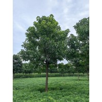 景创园林楸树基地 周口楸树 梓树 千亩楸树梓树基地 电议优惠