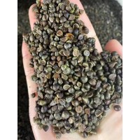 爬山虎种子 四季常青耐寒易种边坡矿山绿化护坡爬藤种籽 诚信