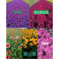 东北宿根花卉，东北万寿菊，万寿菊繁育基地，万寿菊苗 城美