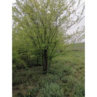 重生红叶榆 红叶榆 园林绿化 5-10公分多分枝 现货供应 兴华苗木