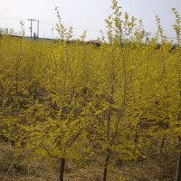 矮接金叶榆，金叶榆小苗价格，2-5公分金叶榆工程苗 兴华苗圃