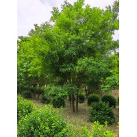 8-10公分国槐树 黄金槐 垂槐树形优美 丛生国槐 惠津苗木