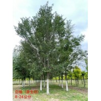 榆树-白榆-原生冠8-24公分榆树现货 东北苗木 欣源苗圃