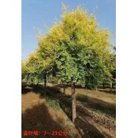金叶榆 7-23公分金叶榆 高杆金叶榆 系粗壮抗旱耐涝 欣源