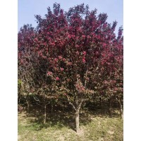 王族海棠 耐寒耐旱景观树行道树种北美海棠 别墅风景树 欣源