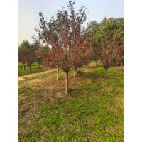 海棠 冬红海棠 绚丽海棠 红宝石海棠 八棱海棠等海棠 惠津