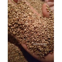 北方耐寒果树砧木 山丁子种子 抗寒耐冻嫁接种苗繁育 诚信苗木