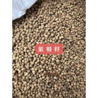 紫椴种子 当年新採椴树种子 糠椴种子 东北林木种子 诚信苗木