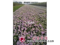观赏性植物八宝景天 多年生肉质草本植物 东北苗木 沐丰花卉图1