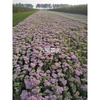 观赏性植物八宝景天 多年生肉质草本植物 东北苗木 沐丰花卉