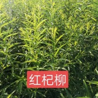 红杞柳2年苗 拜泉县镇兴苗木种植合作社 现货供应有量