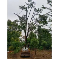 8公分裸根栾树大量批发出售 黄山栾树 宣城黄山栾 周军苗木