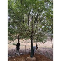 20公分香樟 香樟造型树 园林绿化大树 广德周军苗木合作社