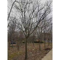 17公分朴树 大规格朴树树 园林绿化大树 周军苗木 大朴树