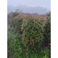 红叶石楠柱 1.2米红叶石楠柱 安徽红叶石楠 广德周军苗木