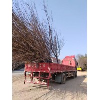 10公分染井吉野樱花 樱花树 吉野樱花 染井樱花 广德周军