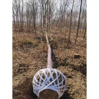 12公分无患子 无患子带土球发货 安徽无患子大树 周军苗木