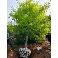 13公分娜塔莉 娜塔利精品树 园林绿化 景观树 广德周军苗木