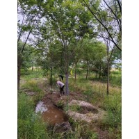 榉树 15-20公分榉树 园林绿化树 公园景观树 广德周军