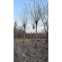 垂报109柳树7到12公分的1200棵 东北苗木 园林绿化树