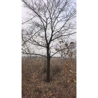 榆树10到15公分的500棵 东北苗木 白榆-榆树 园林绿化