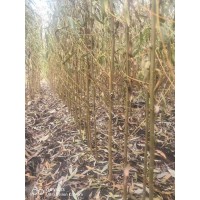 109柳当年苗 柳树小苗 东北特色苗木 柳树价格 电议有量