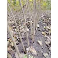 小黑14当年苗  1.5米以上 二根二干小黑 东北特色苗木