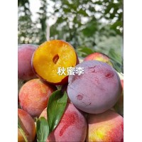 李子苗晚熟李子，李子苗，味道好，市场价格高