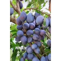 专业培育西梅苗，西梅树苗，西梅苗易存活｜西梅圣女苗