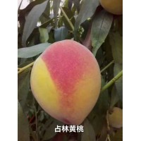 占林黄桃苗，莲花白桃苗批发，干核桃苗价格 东北果树苗销售