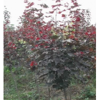 紫叶挪威槭 电议