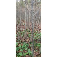 紫椴180-280高 紫椴小苗现货 蛟河浩鑫苗圃 价格电议