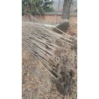 五角枫定植苗2-3公分裸根苗还有少量 蛟河浩鑫苗圃